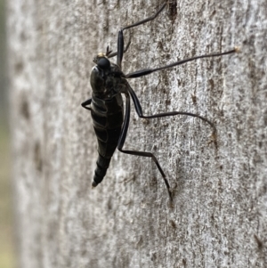 Boreoides subulatus at Jerrabomberra, NSW - 22 Apr 2022