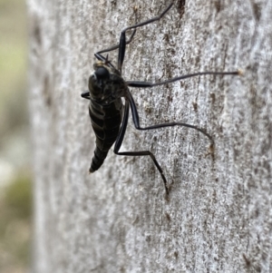 Boreoides subulatus at Jerrabomberra, NSW - 22 Apr 2022