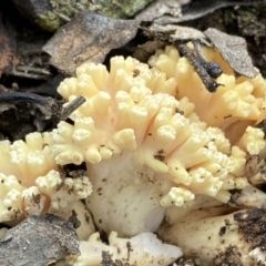 Unidentified Coralloid fungus, markedly branched (TBC) at Jerrabomberra, NSW - 22 Apr 2022 by Steve_Bok