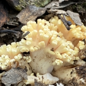 Ramaria sp. at Jerrabomberra, NSW - 22 Apr 2022