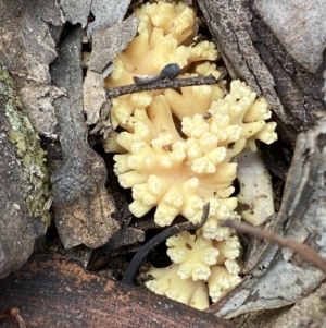 Ramaria sp. at Jerrabomberra, NSW - 22 Apr 2022