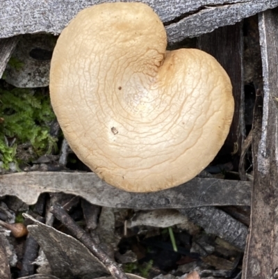 Unidentified Cap on a stem; gills below cap [mushrooms or mushroom-like] at Mount Jerrabomberra QP - 22 Apr 2022 by Steve_Bok