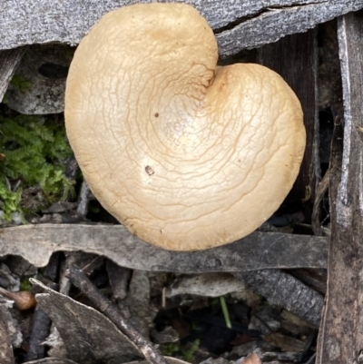Unverified Cap on a stem; gills below cap [mushrooms or mushroom-like] at Jerrabomberra, NSW - 22 Apr 2022 by SteveBorkowskis