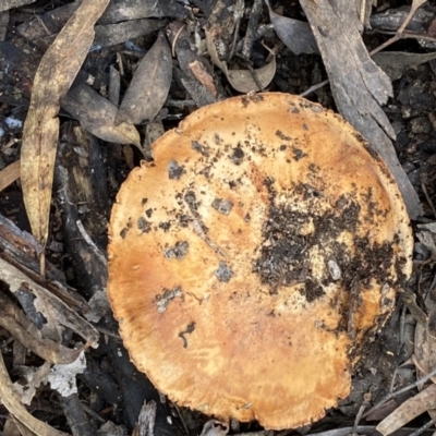 Unverified Cap on a stem; gills below cap [mushrooms or mushroom-like] at Jerrabomberra, NSW - 22 Apr 2022 by SteveBorkowskis