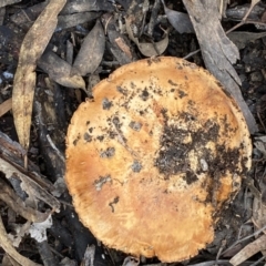 Unidentified Cap on a stem; gills below cap [mushrooms or mushroom-like] (TBC) at Mount Jerrabomberra - 22 Apr 2022 by Steve_Bok