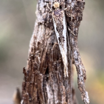 Tineidae (family) (Clothes moths (Tineidae)) at Jerrabomberra, NSW - 22 Apr 2022 by SteveBorkowskis