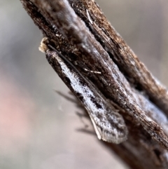 Tineidae (family) at Jerrabomberra, NSW - 22 Apr 2022