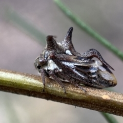 Acanthuchus trispinifer (Three-horned treehopper) at QPRC LGA - 22 Apr 2022 by Steve_Bok