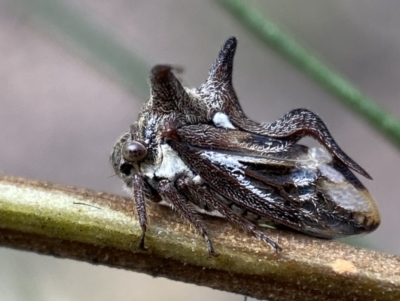 Acanthuchus trispinifer (Three-horned treehopper) at Jerrabomberra, NSW - 22 Apr 2022 by SteveBorkowskis