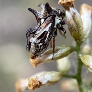 Acanthuchus trispinifer at Jerrabomberra, NSW - 22 Apr 2022 10:57 AM