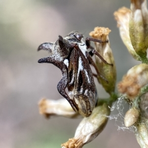 Acanthuchus trispinifer at Jerrabomberra, NSW - 22 Apr 2022 10:57 AM