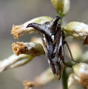 Acanthuchus trispinifer at Jerrabomberra, NSW - 22 Apr 2022