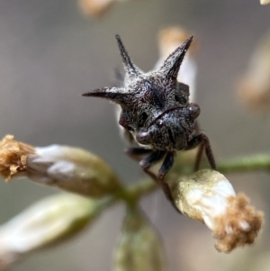 Acanthuchus trispinifer at Jerrabomberra, NSW - 22 Apr 2022