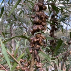 Hakea eriantha (Tree Hakea) at Jerrabomberra, NSW - 22 Apr 2022 by SteveBorkowskis