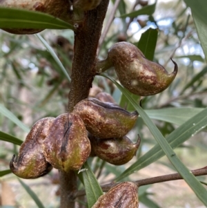 Hakea eriantha at Jerrabomberra, NSW - 22 Apr 2022