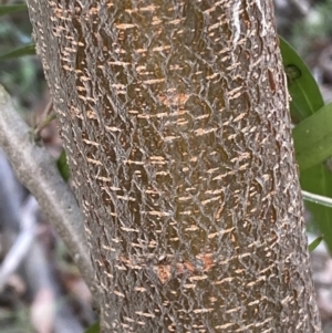 Hakea eriantha at Jerrabomberra, NSW - 22 Apr 2022