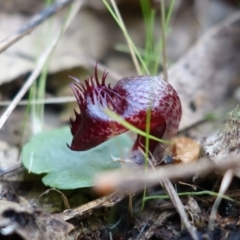 Corysanthes hispida (Bristly helmet orchid) at Fadden, ACT - 23 Mar 2022 by AnneG1