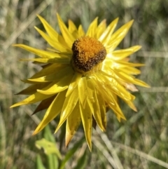 Xerochrysum subundulatum (Alpine Everlasting) at Kosciuszko National Park, NSW - 16 Apr 2022 by NedJohnston