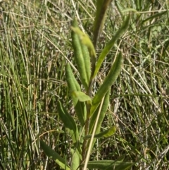 Xerochrysum subundulatum at Kosciuszko National Park, NSW - 16 Apr 2022