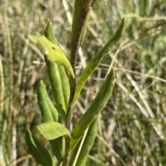Xerochrysum subundulatum at Kosciuszko National Park, NSW - 16 Apr 2022