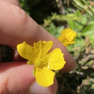 Ranunculus graniticola at Kosciuszko National Park, NSW - 16 Apr 2022