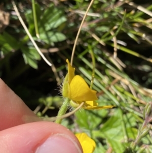 Ranunculus graniticola at Kosciuszko National Park, NSW - 16 Apr 2022