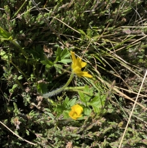 Ranunculus graniticola at Kosciuszko National Park, NSW - 16 Apr 2022