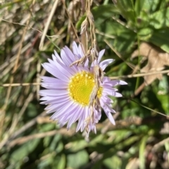 Brachyscome spathulata (Coarse Daisy, Spoon-leaved Daisy) at Kosciuszko National Park, NSW - 16 Apr 2022 by NedJohnston