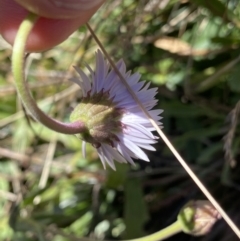 Brachyscome spathulata at Kosciuszko National Park, NSW - 16 Apr 2022