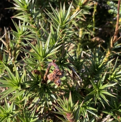 Dracophyllum continentis (Candle Heath) at Geehi, NSW - 16 Apr 2022 by NedJohnston