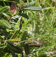 Kosciuscola cognatus (A grasshopper) at Geehi, NSW - 16 Apr 2022 by Ned_Johnston