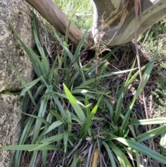 Dianella tasmanica (Tasman Flax Lily) at Kosciuszko National Park - 16 Apr 2022 by Ned_Johnston