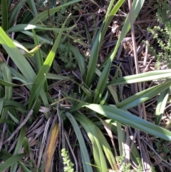 Dianella tasmanica at Geehi, NSW - 16 Apr 2022