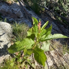Persicaria lapathifolia (TBC) at Kosciuszko National Park - 16 Apr 2022 by Ned_Johnston