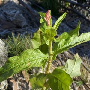 Persicaria lapathifolia at Geehi, NSW - 16 Apr 2022