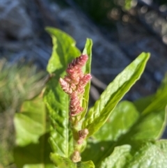 Persicaria lapathifolia at Geehi, NSW - 16 Apr 2022