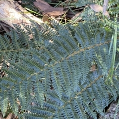Polystichum proliferum (Mother Shield Fern) at Geehi, NSW - 16 Apr 2022 by NedJohnston