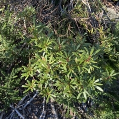 Tasmannia xerophila subsp. xerophila at Geehi, NSW - 16 Apr 2022