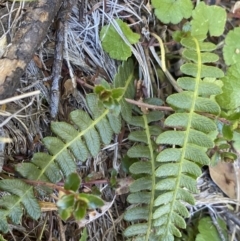 Blechnum penna-marina (Alpine Water Fern) at Kosciuszko National Park - 16 Apr 2022 by Ned_Johnston