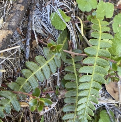 Blechnum penna-marina (Alpine Water Fern) at Geehi, NSW - 16 Apr 2022 by NedJohnston