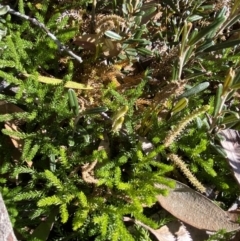 Lycopodium fastigiatum (Alpine Club Moss) at Kosciuszko National Park - 16 Apr 2022 by Ned_Johnston