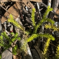 Austrolycopodium fastigiatum at Geehi, NSW - 16 Apr 2022 10:25 AM