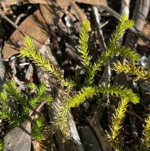 Austrolycopodium fastigiatum at Geehi, NSW - 16 Apr 2022 10:25 AM