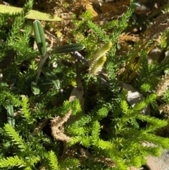 Austrolycopodium fastigiatum at Geehi, NSW - 16 Apr 2022 10:25 AM