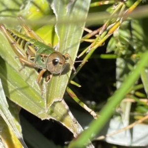 Kosciuscola cognatus at Geehi, NSW - 16 Apr 2022