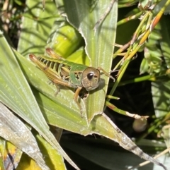 Kosciuscola cognatus at Geehi, NSW - 16 Apr 2022