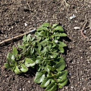 Scaevola hookeri at Geehi, NSW - 16 Apr 2022 10:18 AM