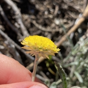 Coronidium monticola at Geehi, NSW - 16 Apr 2022 10:09 AM