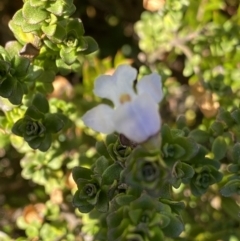Prostanthera cuneata (Alpine Mint Bush) at Kosciuszko National Park, NSW - 16 Apr 2022 by NedJohnston
