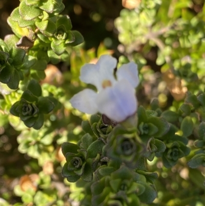 Prostanthera cuneata (Alpine Mint Bush) at Kosciuszko National Park, NSW - 16 Apr 2022 by NedJohnston